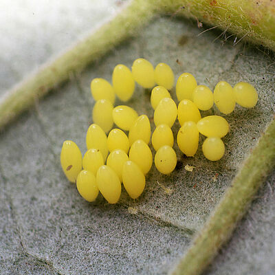 Adalia bipunctata stadium jaja