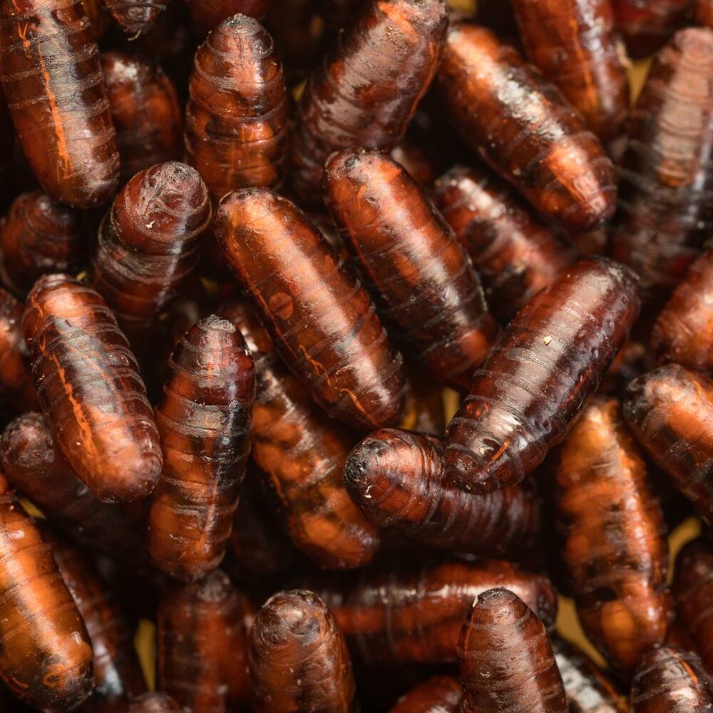 Pupae Muscidifurax raptorellus