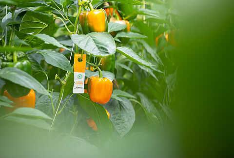 Środki ostrożności związane z alergiami na produkty