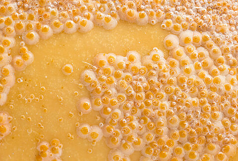 Tarcznik oleandrowiec