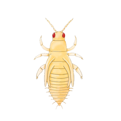 Frankliniella occidentalis pupa