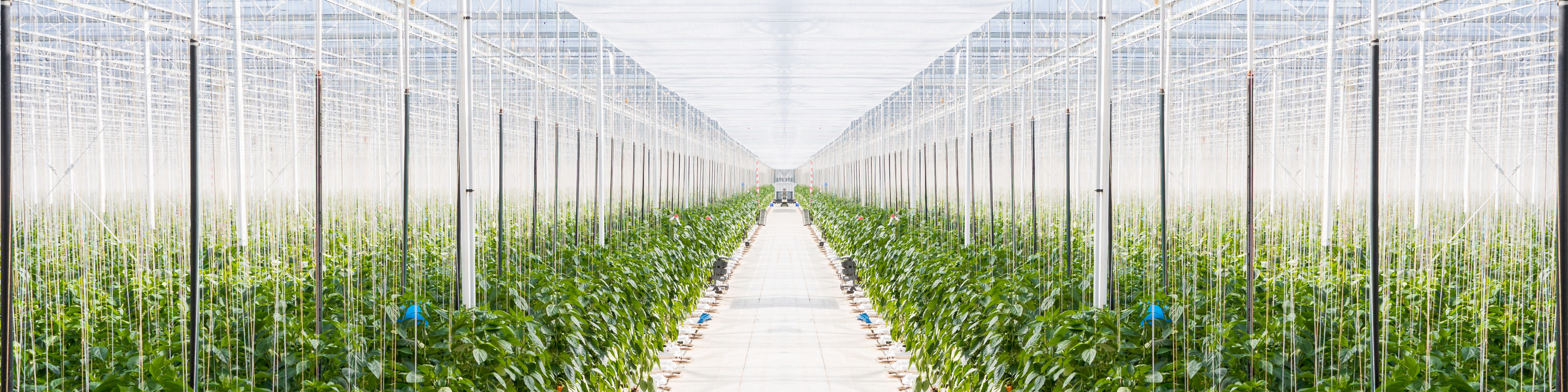 Karta charakterystyki Trianum G