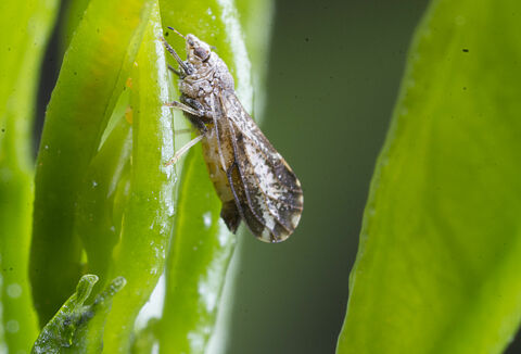 Asian citrus psyllid