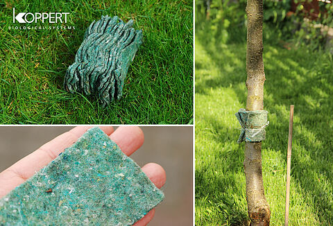 Zamówienia na dobroczynka gruszowego - sezon 2021