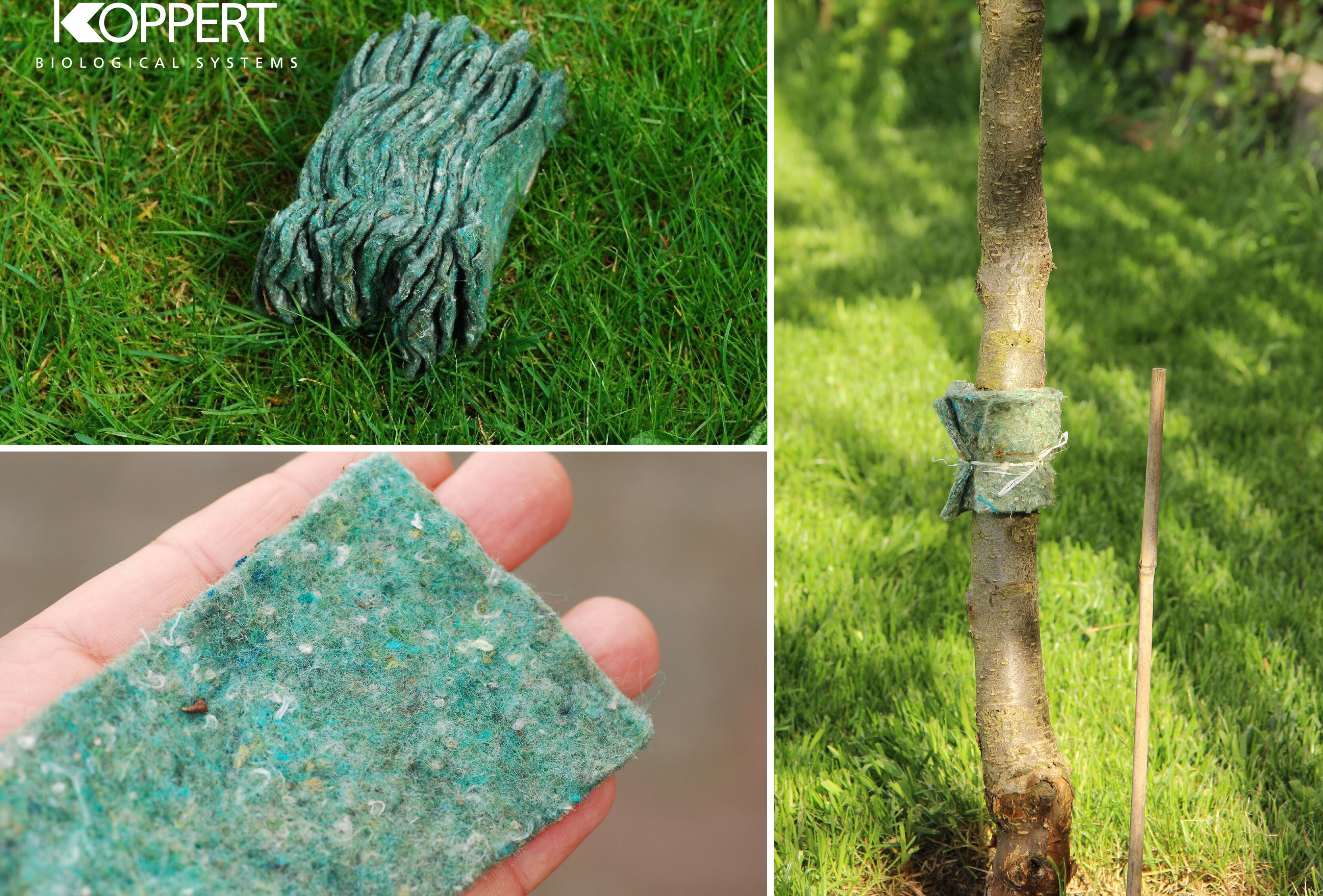 Zamówienia na dobroczynka gruszowego