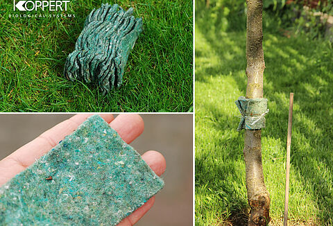 Zamówienia na dobroczynka gruszowego