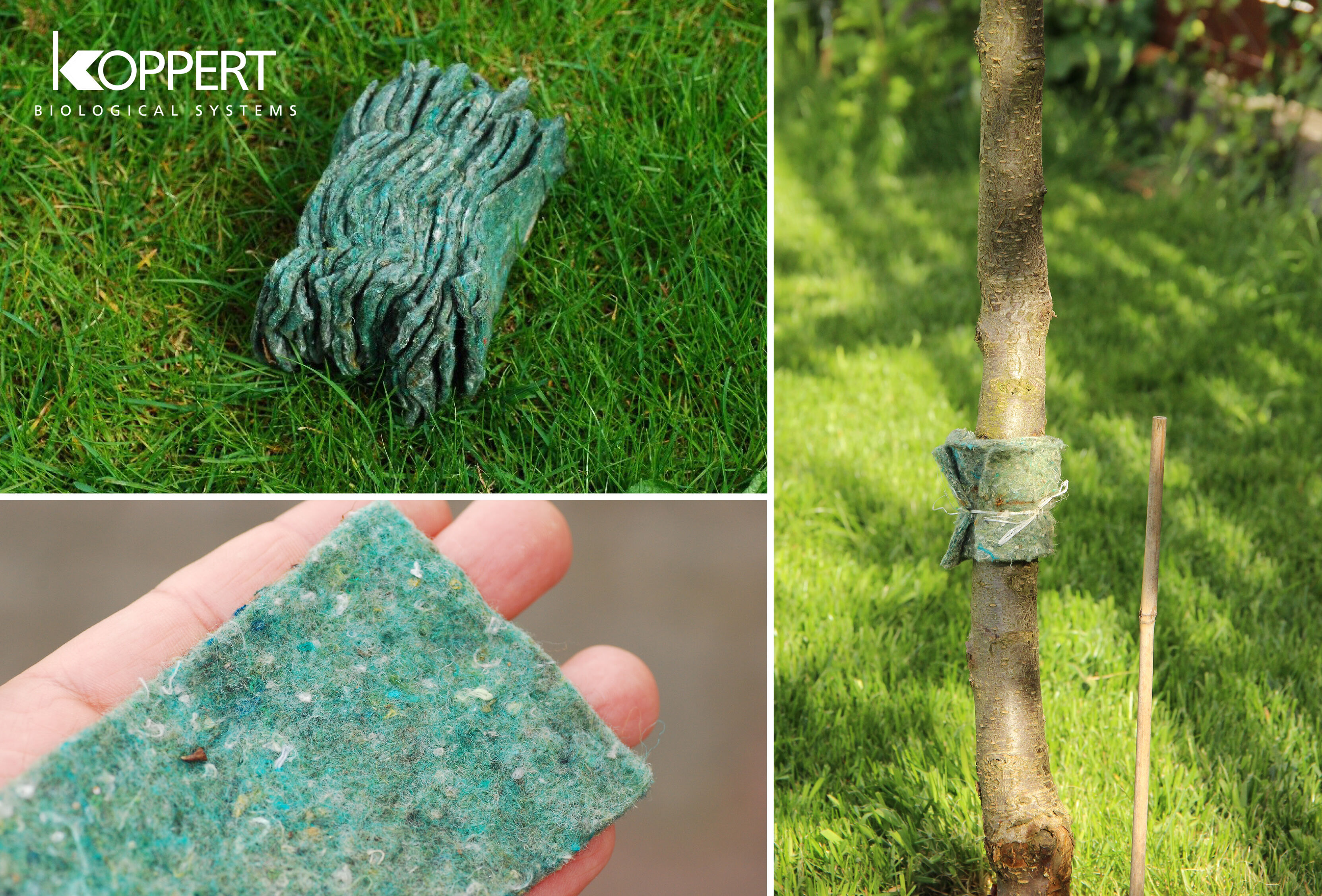 Zamówienia na dobroczynka gruszowego - sezon 2021