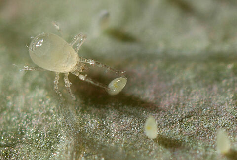 Amblydromalus limonicus