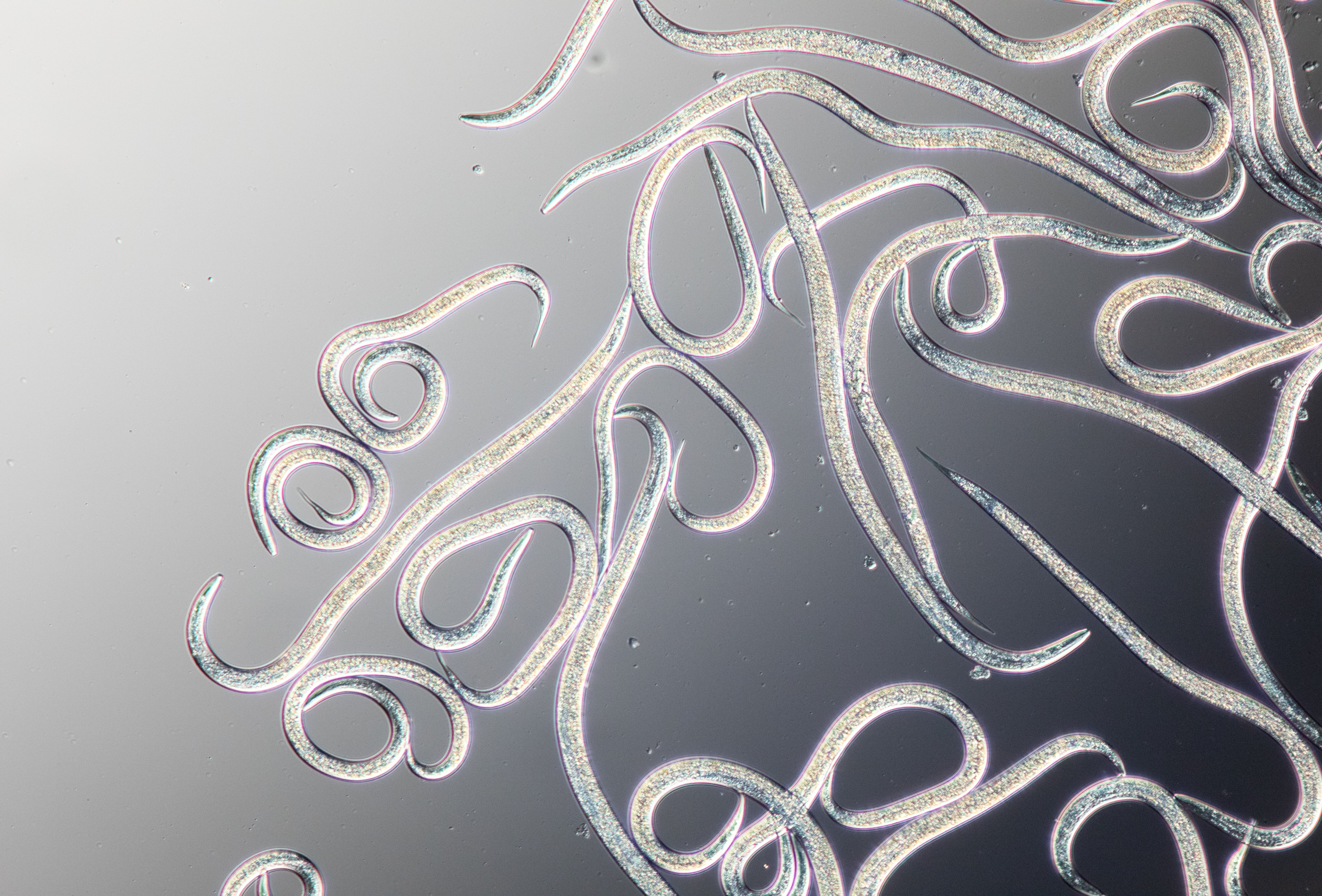 Podstawowe informacje o nicieniach