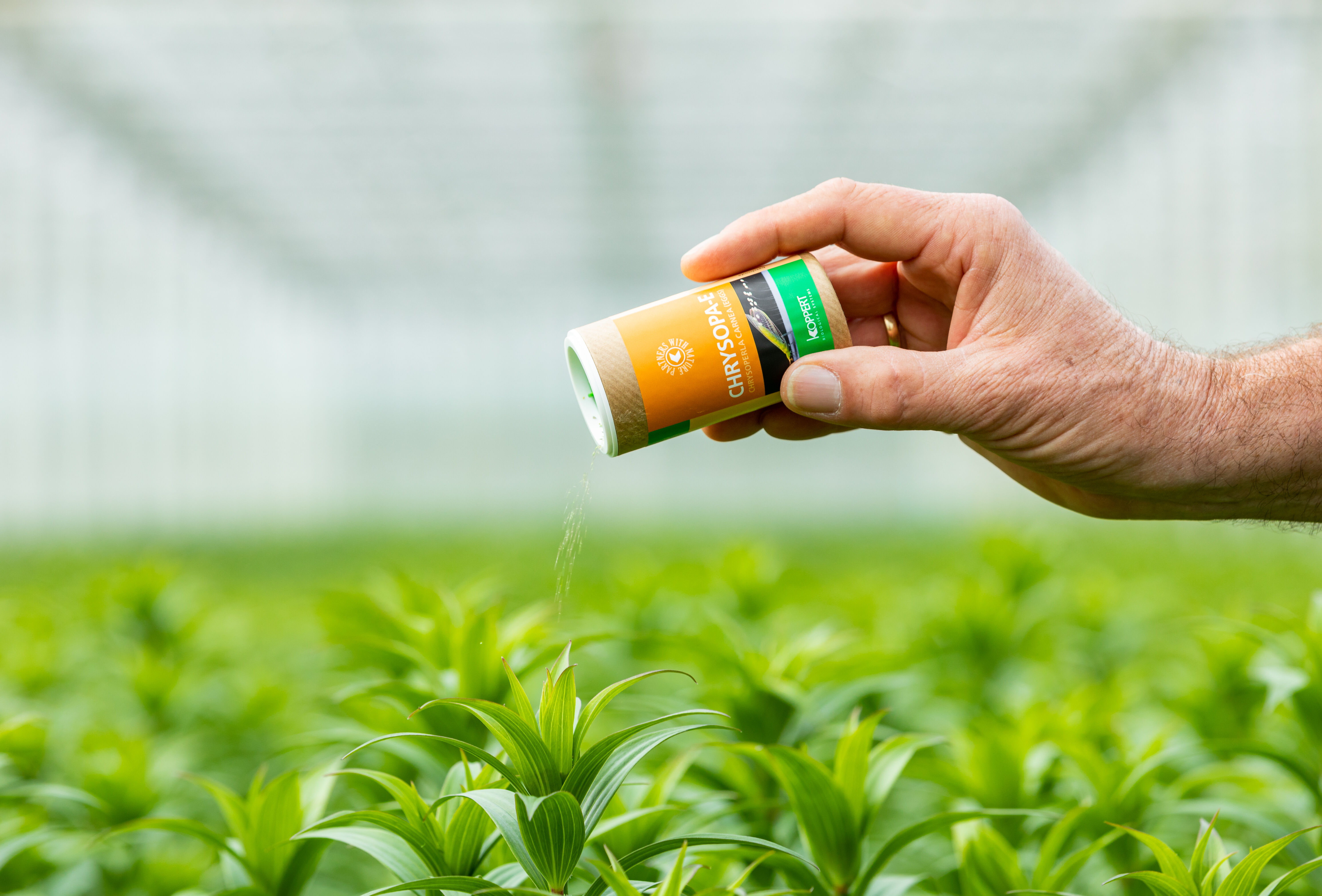 Chrysopa-E - nowy, skuteczny produkt