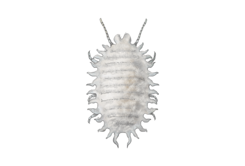 Wełnowcowate i tarcznikowate