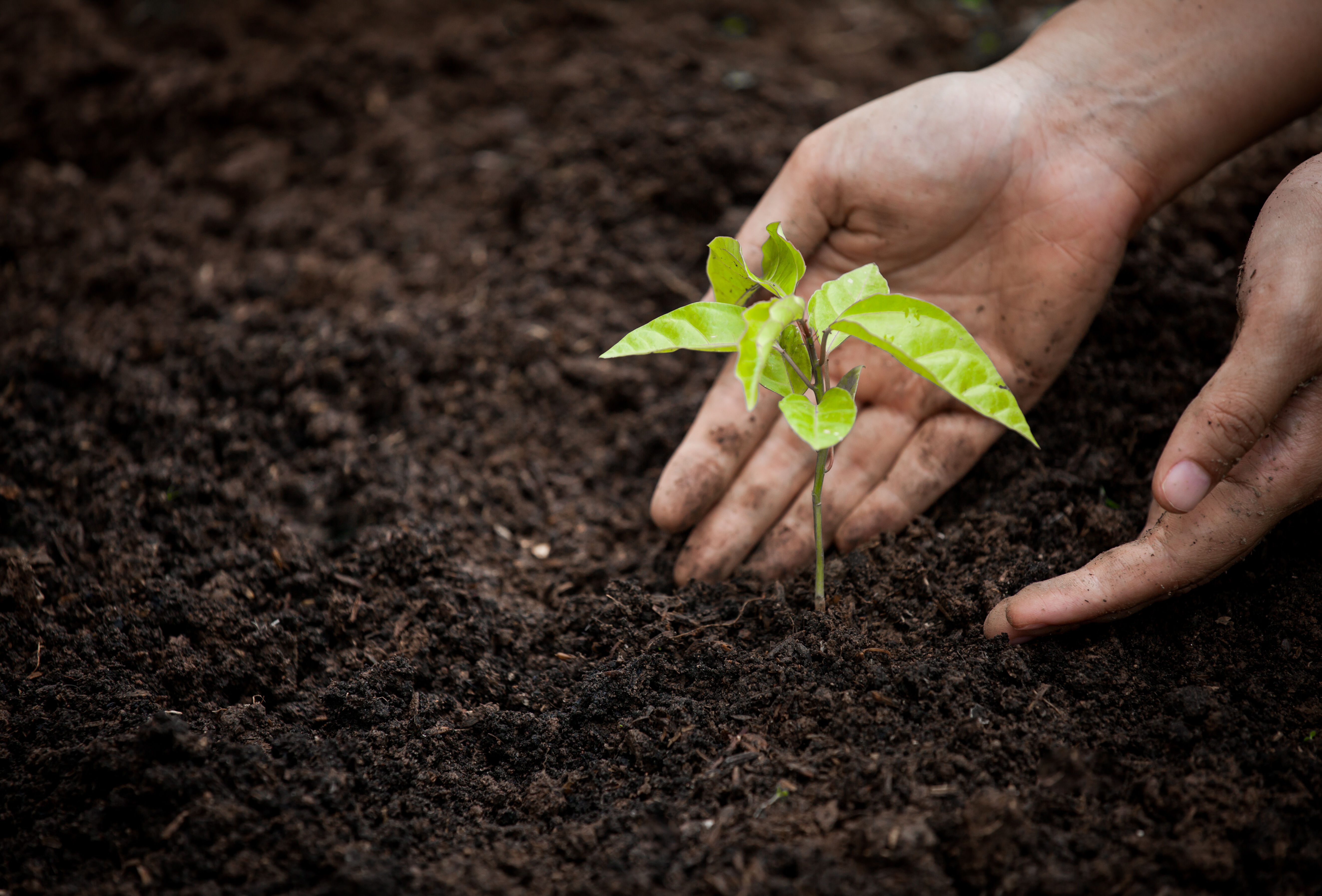 Światowy Dzień Gleby