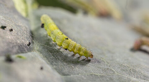 Tantniś krzyżowiaczek