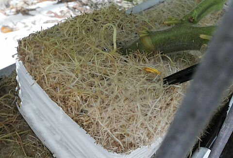 Choroba szalonych korzeni