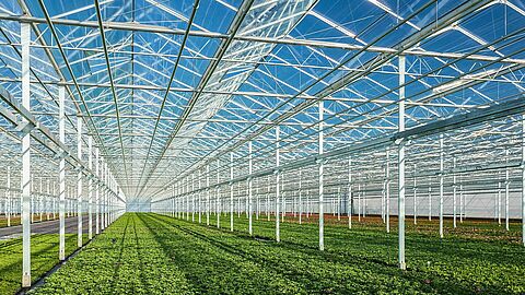 Greenhouse_Koppert.jpg