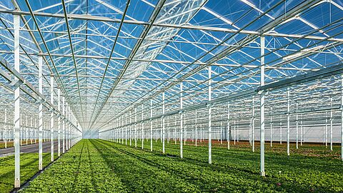 Greenhouse_Koppert.jpg