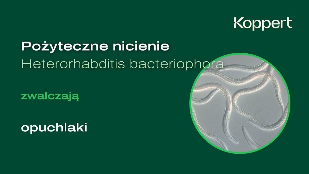 Pożyteczne nicienie Heterorhabditis bacteriophora skutecznie zwalczają opuchlaki | Koppert Polska