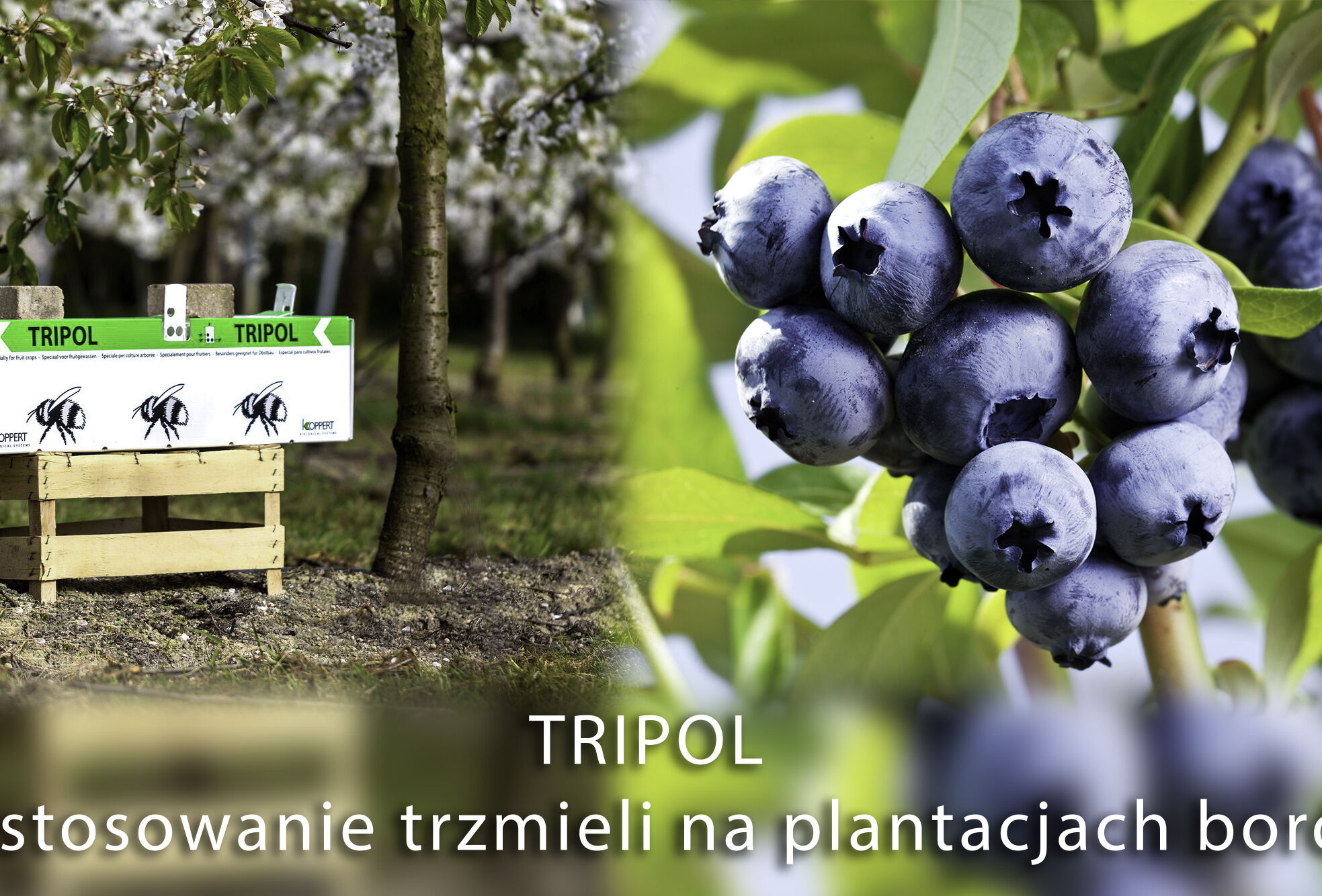 Stosowanie trzmieli na plantacjach borówki