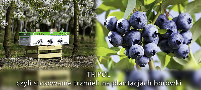 trzmiele borówka