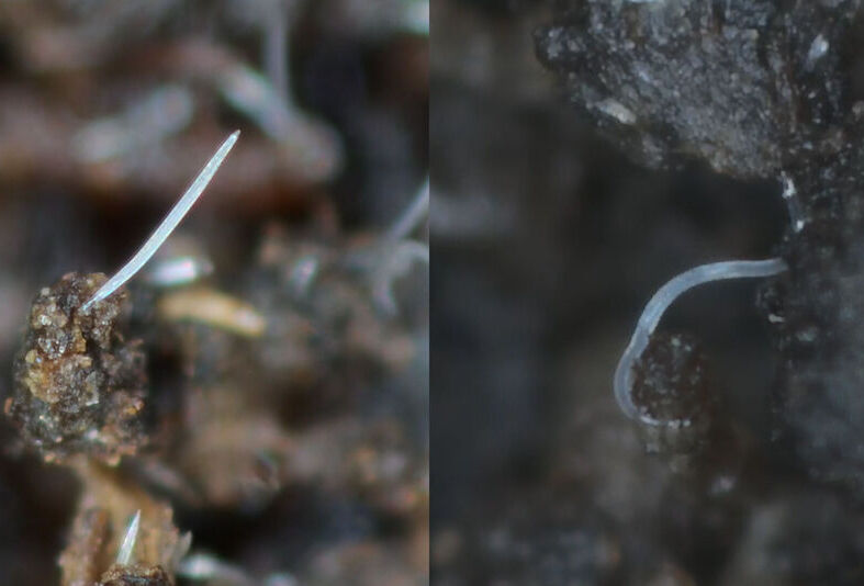 Pożyteczne nicienie w Twojej uprawie!