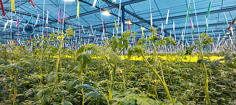 Początek sezonu w szklarniowej uprawie pomidorów – na co zwrócić uwagę