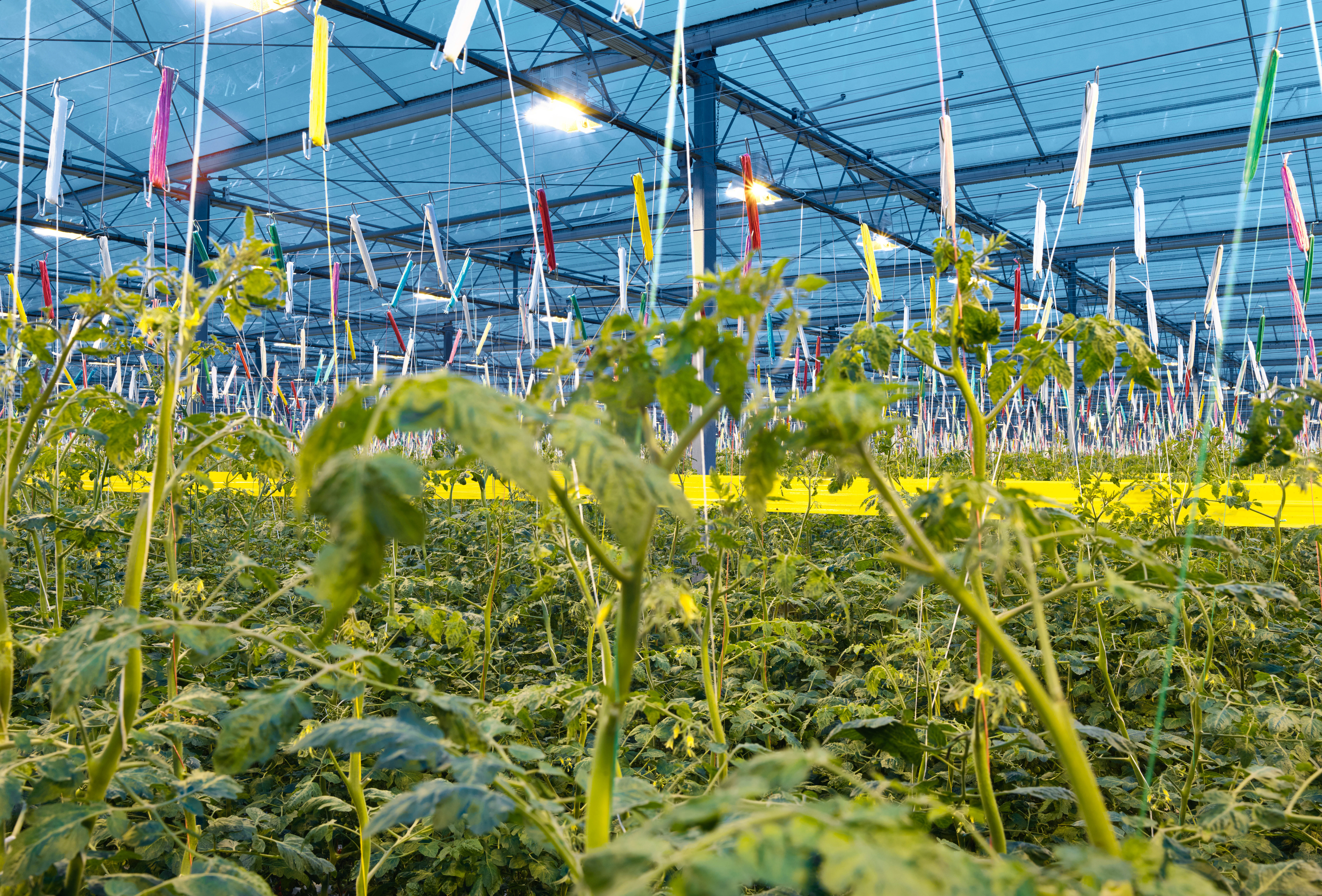 Początek sezonu w szklarniowej uprawie pomidorów – na co zwrócić uwagę