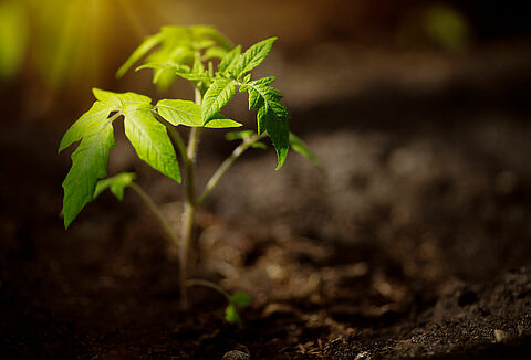 Biała księga: Zdrowe korzenie, zdrowe rośliny