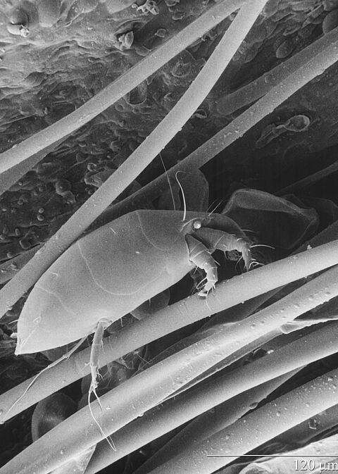 Roztocz truskawkowiec