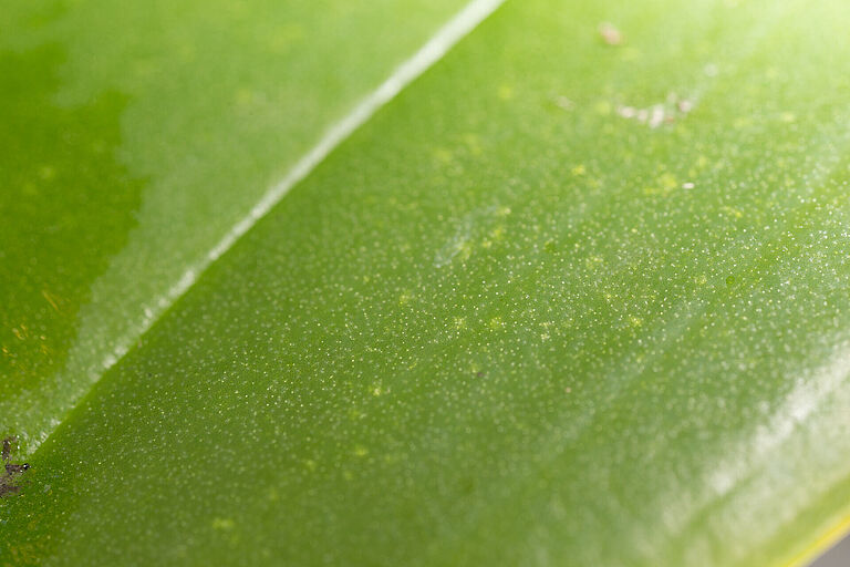Bryobia spp.