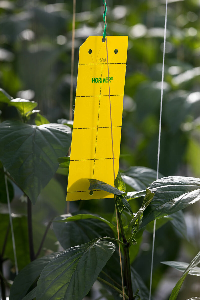 Horiver_Koppert_BIological_Systems-10.jpg