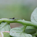 Larva of the Tomato leafminer Tuta absoluta