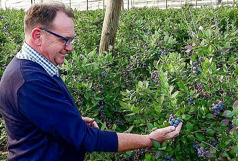 Najlepsze rozwiązanie w walce z pędrakami na plantacji borówki