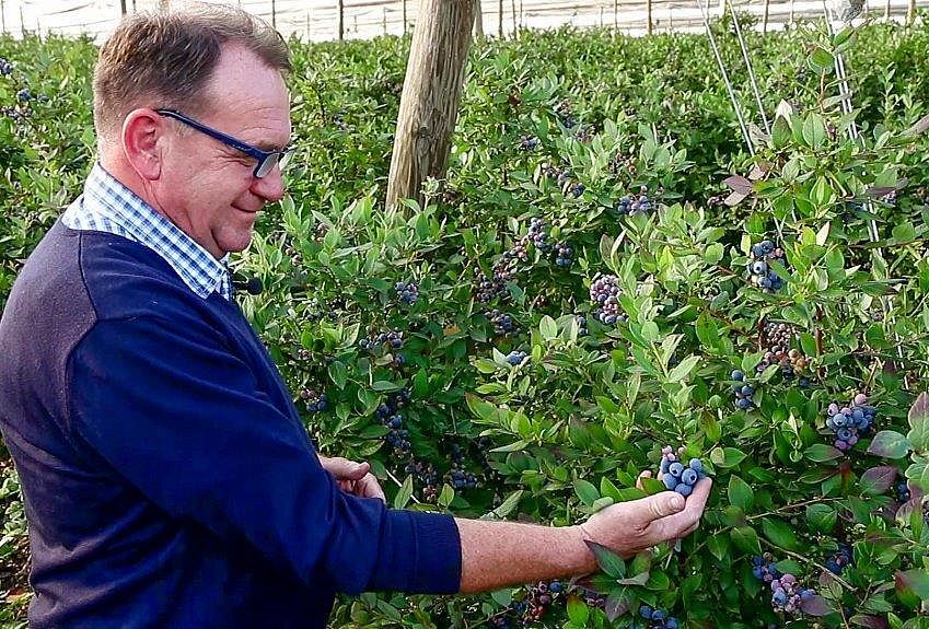 Najlepsze rozwiązanie w walce z pędrakami na plantacji borówki