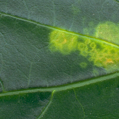 Foxglove aphid Aulacorthum solani damage on leaf