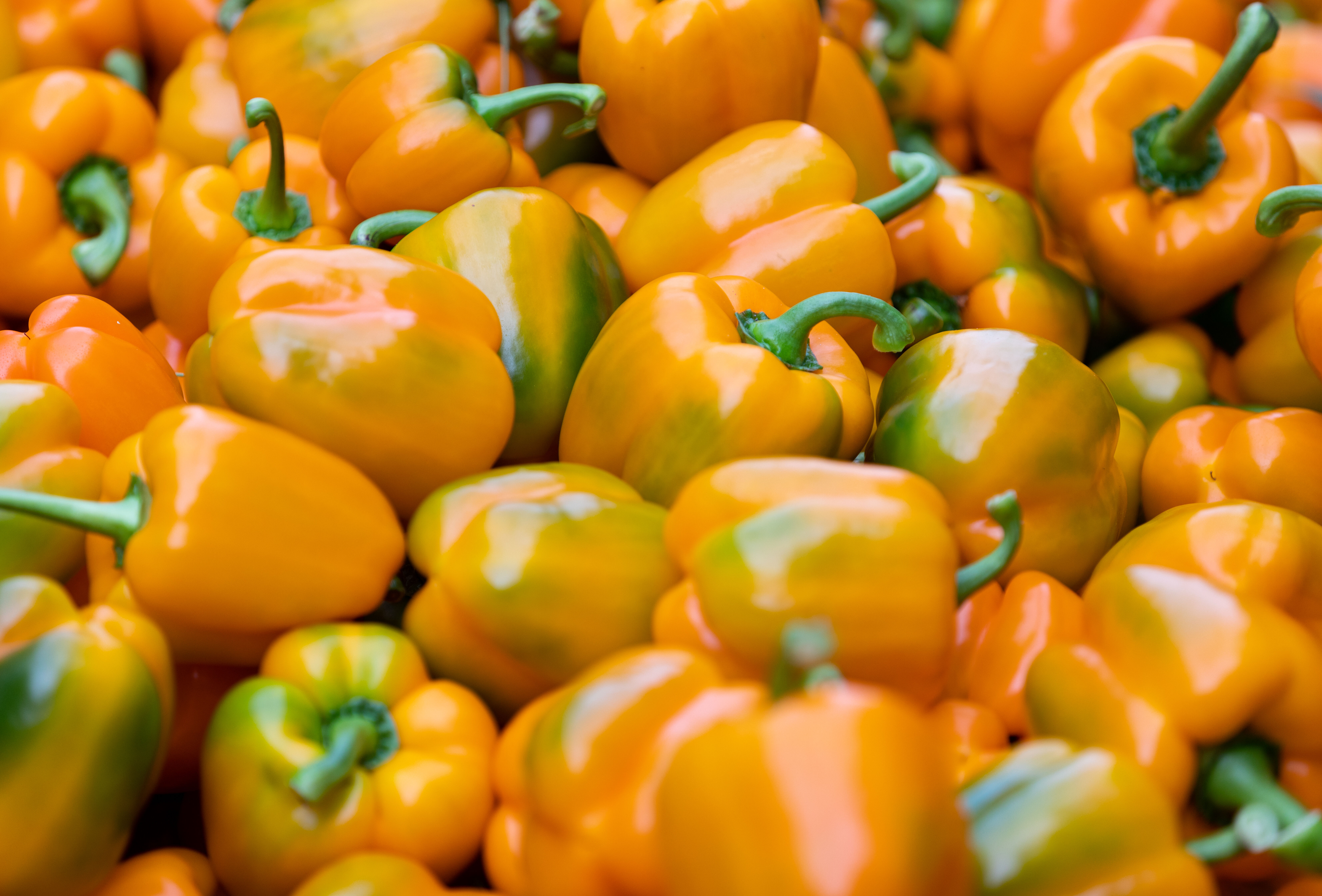 Nagranie webinaru pt. "Ochrona papryki i warzyw w tunelach przed szkodnikami" - 20.01.2021r