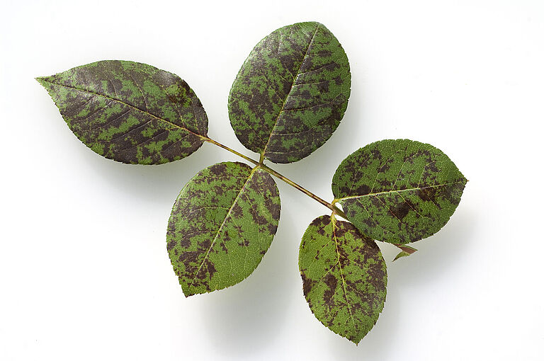 Rose infected with Downy mildew Peronospora sparsa