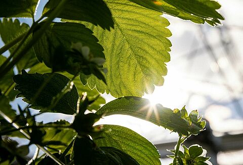 Dobre doradztwo na wagę złota