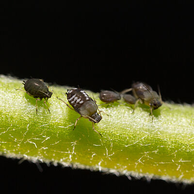 Black bean aphid Aphis fabae on stem