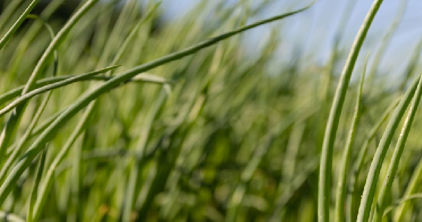 Pożyteczne nicienie w rolnictwie