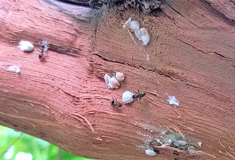 Vine mealybug