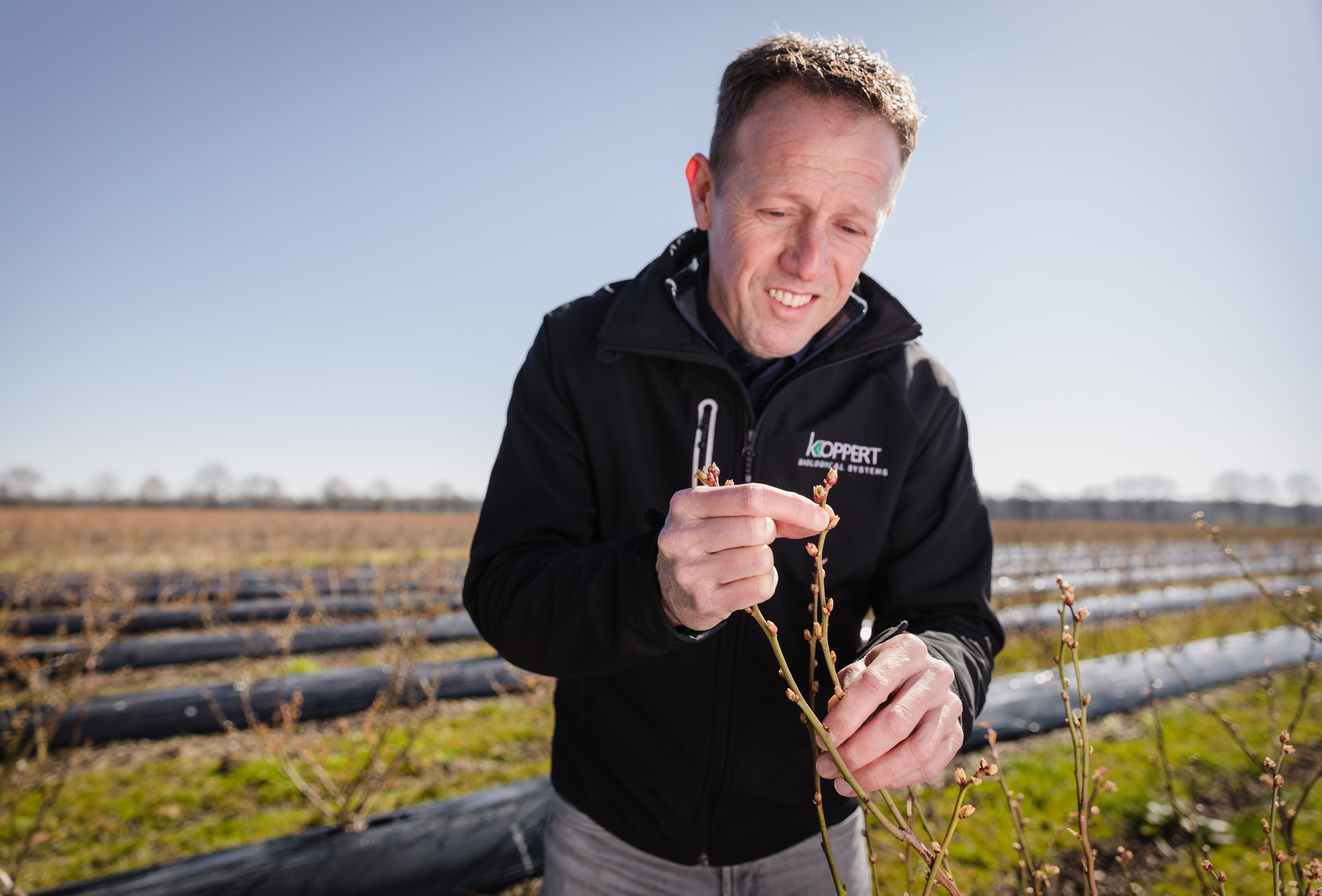 Wspieraj swoją uprawę borówki