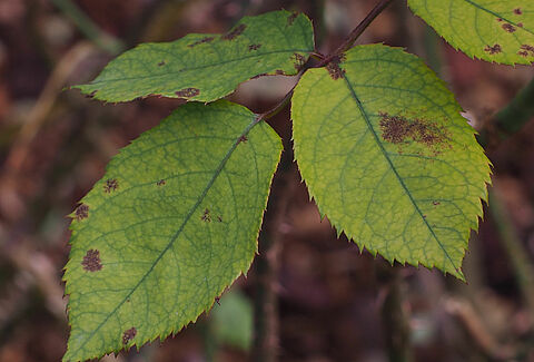 Mączniak rzekomy róży