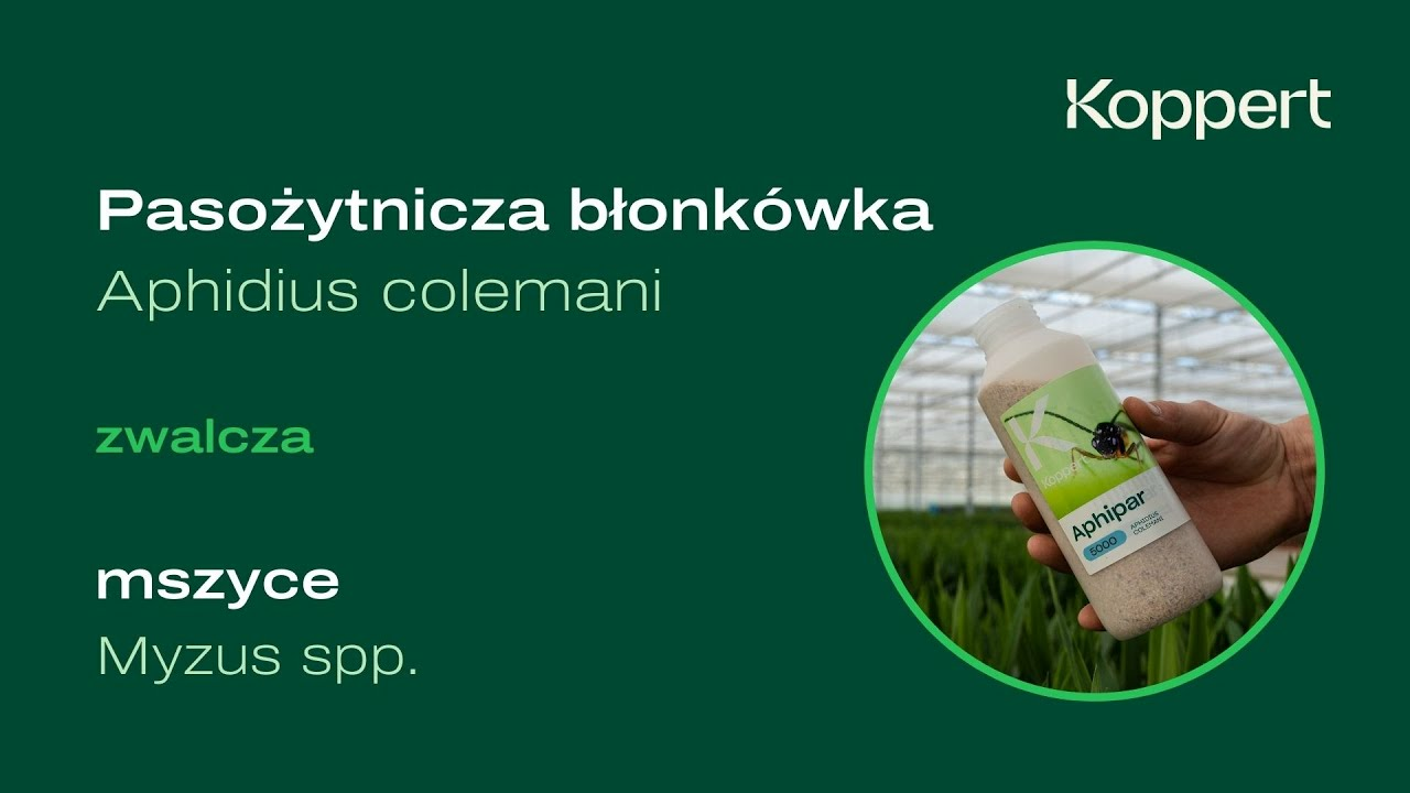 Zwalczanie mszyc | Aphipar | Pasożytnicza błonkówka Aphidius colemani | Koppert Polska Zwalczanie mszyc | Aphipar | Pasożytnicza błonkówka Aphidius colemani | Koppert Polska
