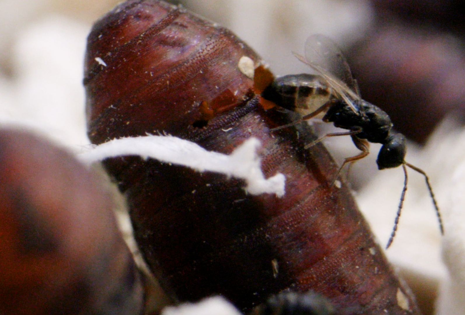 Biologiczne metody zwalczania much