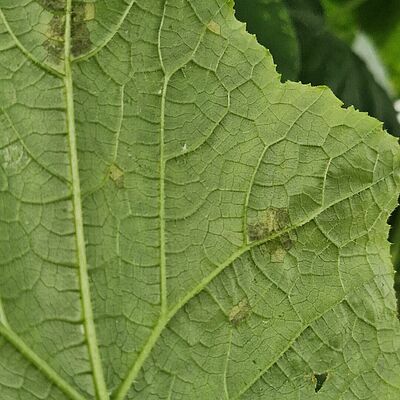 nderside of a cucumber leaf infected with downy mildew of cucurbits (Pseudoperonospora cubensis), showing characteristic angular necrotic lesions. Image captured in Spain, 2026.