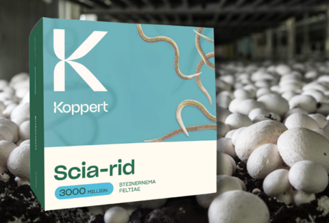 Pożyteczne nicienie - biologiczna alternatywa dla pieczarkarzy