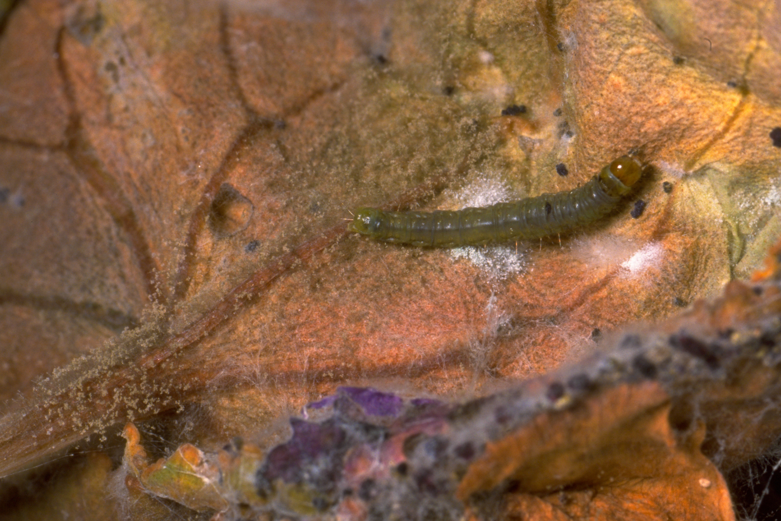 Oblique-banded caterpillar Clepsis spectrana Larva