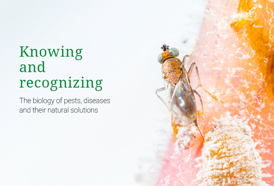 Knowing and recognizing - przewodnik już dostępny!