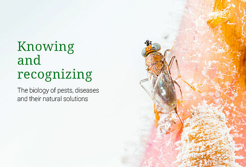 Knowing and recognizing - przewodnik już dostępny!