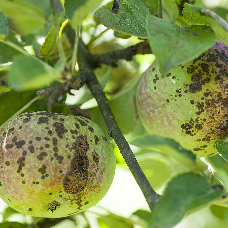 Apple scab Venturia inaequalis